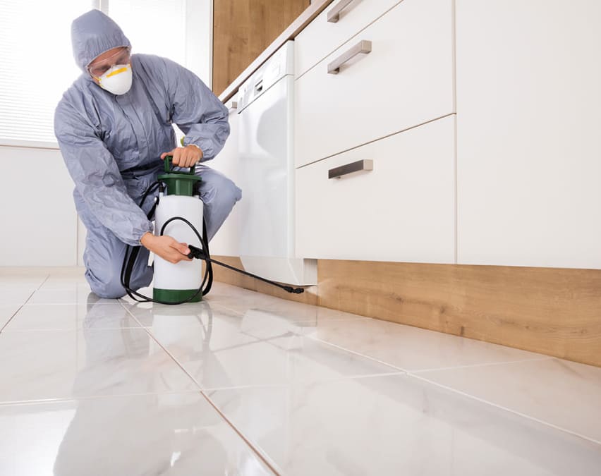 Pest Control Servcies in Bangalore